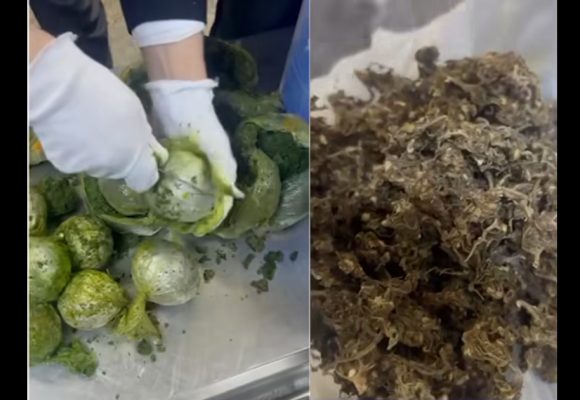 Douane | Saisie de 2.5 kg de marijuana à l’aéroport de Tunis-Carthage