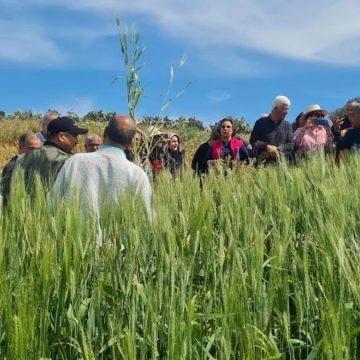 FAO | Formation à Tunis sur la multiplication des semences bio