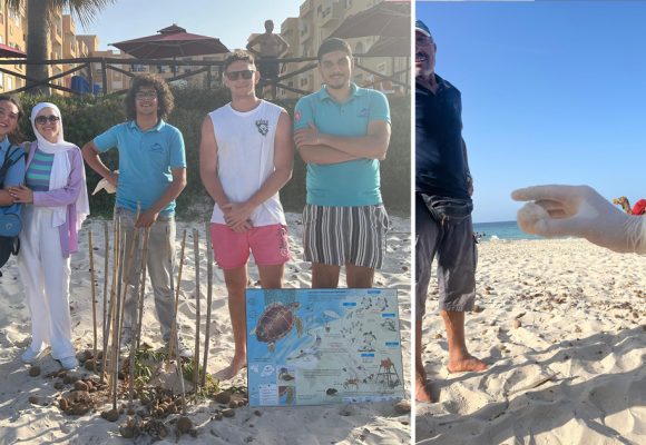 Sousse | Premier nid de tortues caouannes enregistré à Chott Meriem