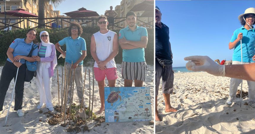 Sousse | Premier nid de tortues caouannes enregistré à Chott Meriem
