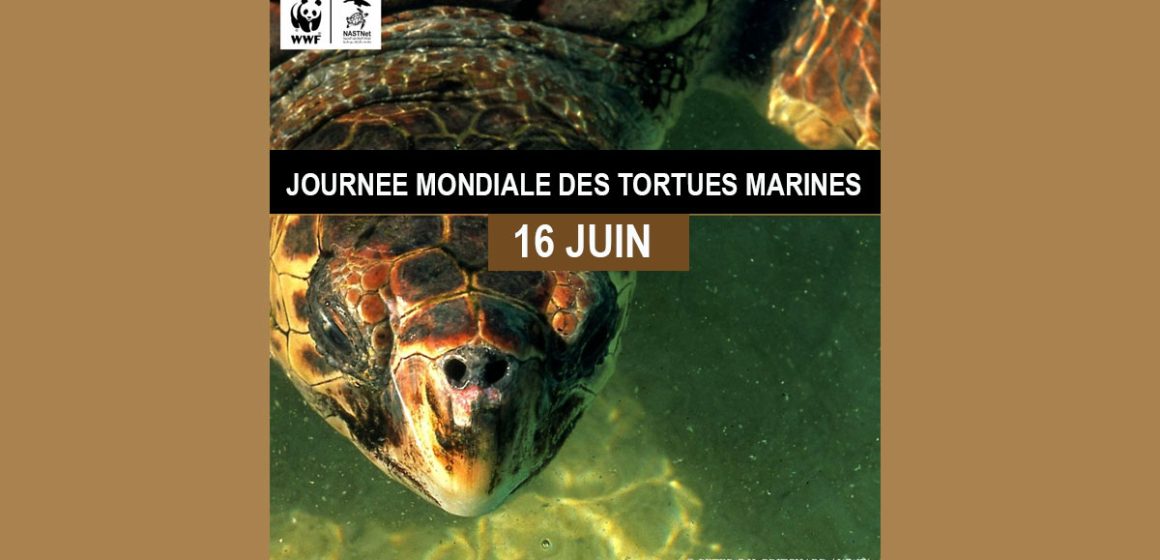 Le plastique, principale menace pour les tortues marines en Tunisie