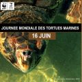 Le plastique, principale menace pour les tortues marines en Tunisie