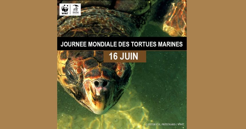 Le plastique, principale menace pour les tortues marines en Tunisie