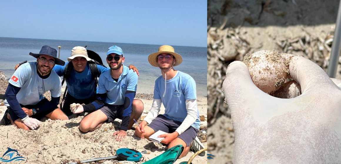 Notre Grand Bleu | 16 nids de tortues Caretta caretta découverts sur l’archipel de Kuriat (Photos)