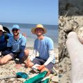 Notre Grand Bleu | 16 nids de tortues Caretta caretta découverts sur l’archipel de Kuriat (Photos)