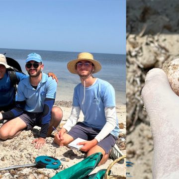 Notre Grand Bleu | 16 nids de tortues Caretta caretta découverts sur l’archipel de Kuriat (Photos)