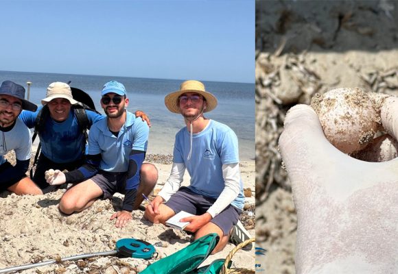 Notre Grand Bleu | 16 nids de tortues Caretta caretta découverts sur l’archipel de Kuriat (Photos)