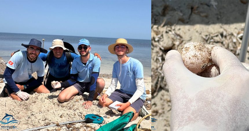Notre Grand Bleu | 16 nids de tortues Caretta caretta découverts sur l’archipel de Kuriat (Photos)