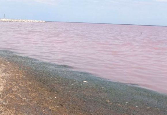 La «marée rouge» à Monastir inquiète les autorités tunisiennes