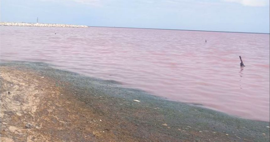 La «marée rouge» à Monastir inquiète les autorités tunisiennes