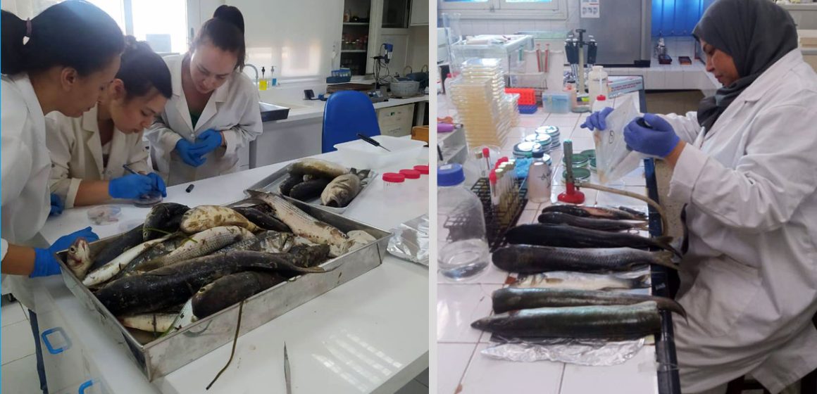 La mortalité de poissons à Monastir causée par des microalgues