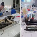 La mortalité de poissons à Monastir causée par des microalgues