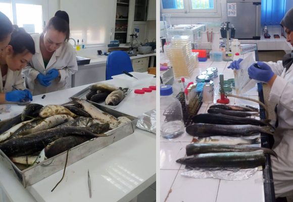 La mortalité de poissons à Monastir causée par des microalgues