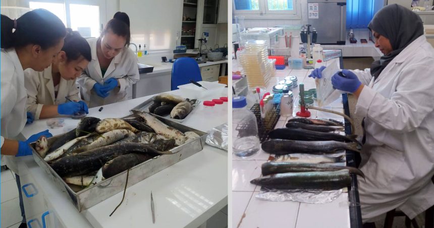 La mortalité de poissons à Monastir causée par des microalgues