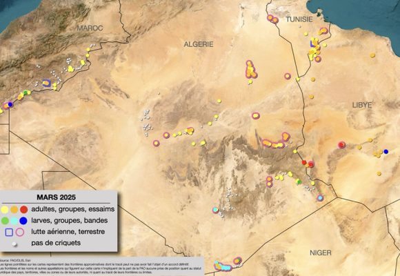 La situation acridienne stabilisée en Tunisie