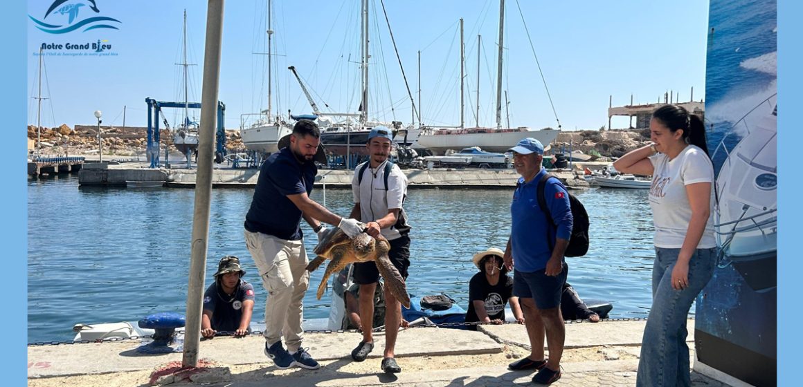 Notre Grand Bleu : Sysy, la tortue caouanne sauvée à Monastir