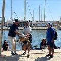Notre Grand Bleu : Sysy, la tortue caouanne sauvée à Monastir
