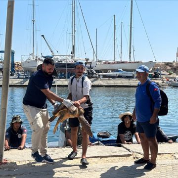 Notre Grand Bleu : Sysy, la tortue caouanne sauvée à Monastir