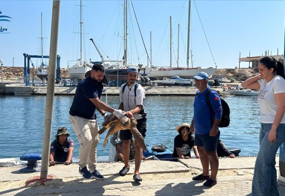 Notre Grand Bleu : Sysy, la tortue caouanne sauvée à Monastir
