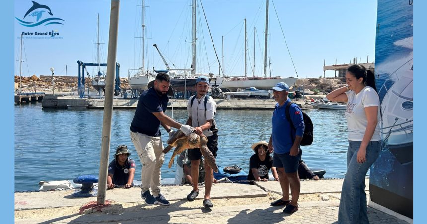 Notre Grand Bleu : Sysy, la tortue caouanne sauvée à Monastir