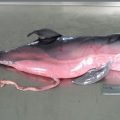 Une chercheuse dédramatise | L’échouage des dauphins est un phénomène naturel  