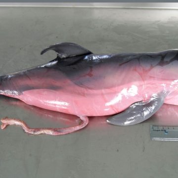 Une chercheuse dédramatise | L’échouage des dauphins est un phénomène naturel  