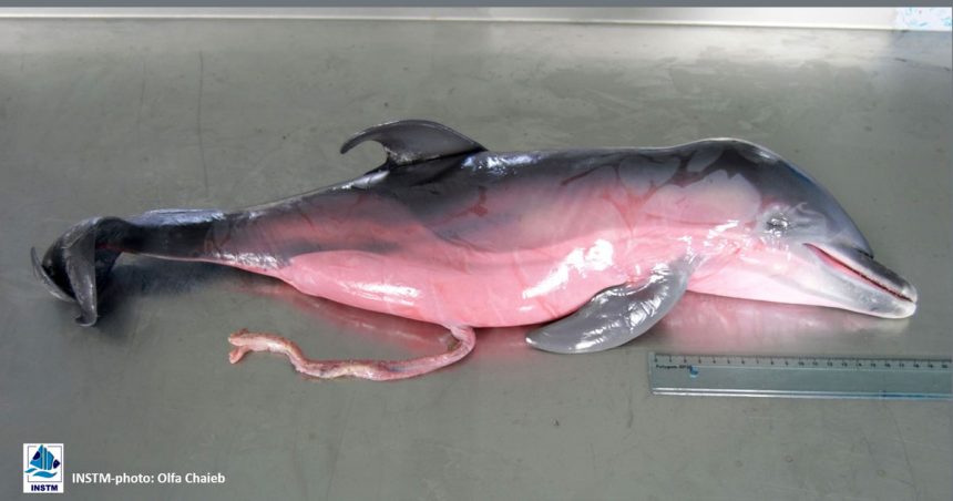 Une chercheuse dédramatise | L’échouage des dauphins est un phénomène naturel  