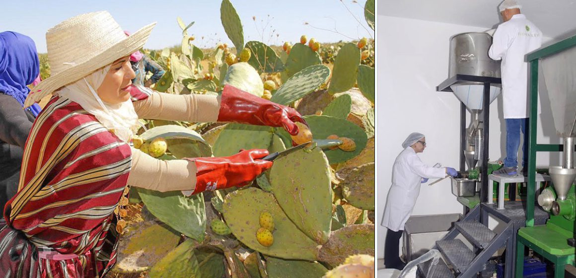 L’ascension agro-industrielle du cactus tunisien