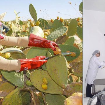 L’ascension agro-industrielle du cactus tunisien