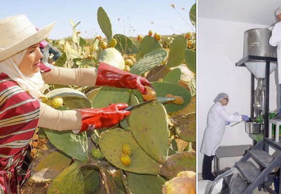 L’ascension agro-industrielle du cactus tunisien