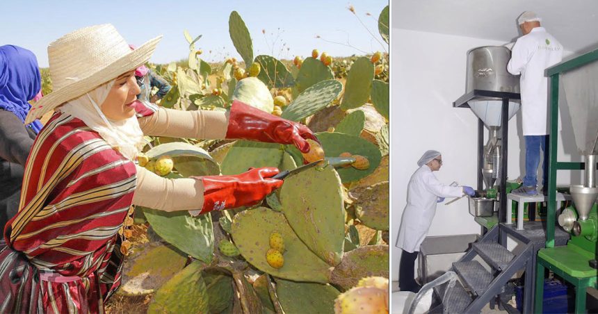 L’ascension agro-industrielle du cactus tunisien
