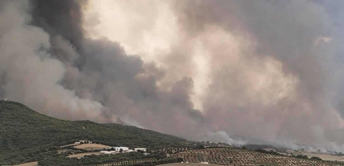 Zaghouan | Incendie dans une zone forestière à El-Fahs