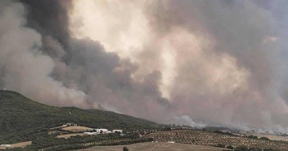 Zaghouan | Incendie dans une zone forestière à El-Fahs