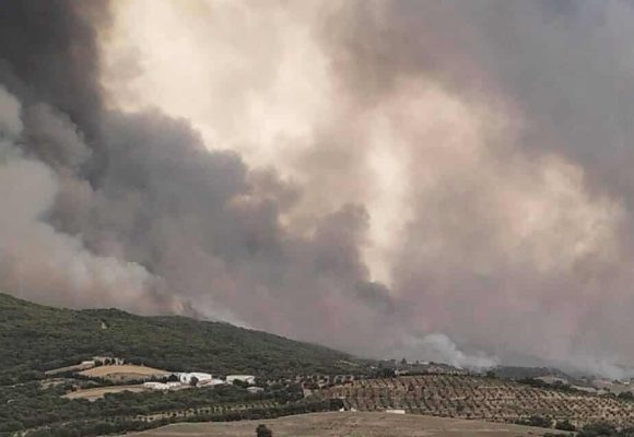 Zaghouan | Incendie dans une zone forestière à El-Fahs