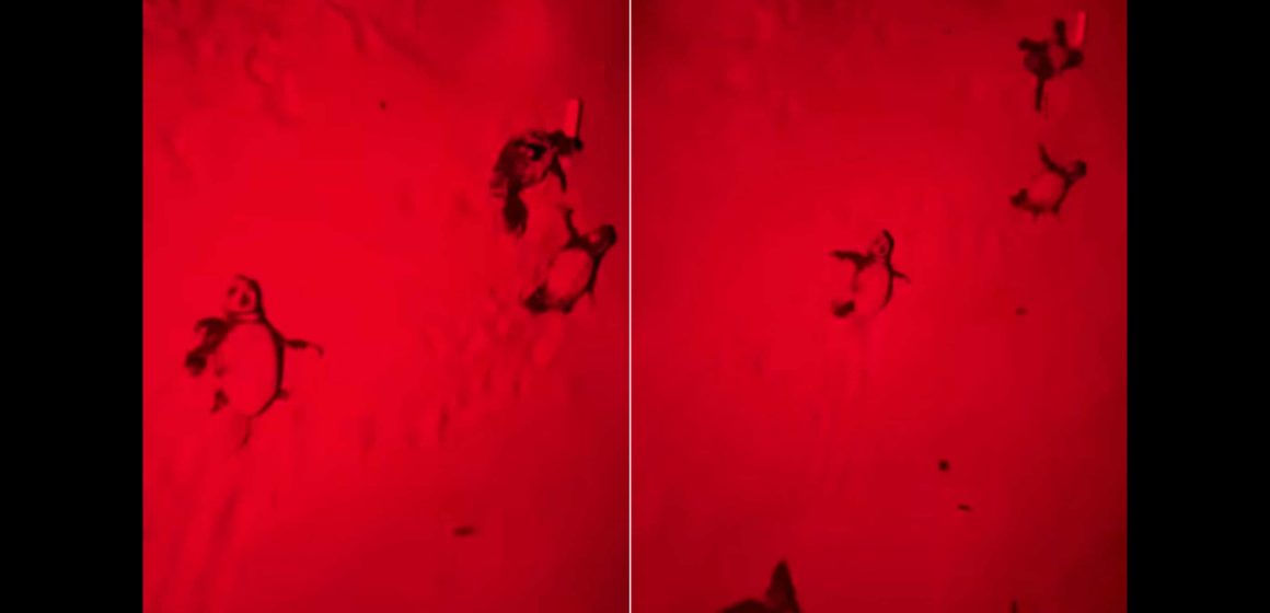 Éclosion et sortie des premiers bébés tortues aux îles Kuriat 16 juillet 2025