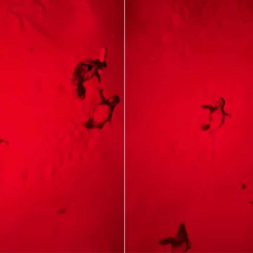 Éclosion et sortie des premiers bébés tortues aux îles Kuriat 16 juillet 2025