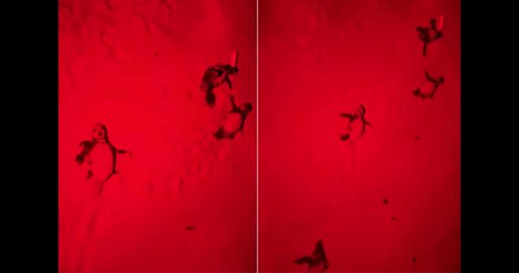 Éclosion et sortie des premiers bébés tortues aux îles Kuriat 16 juillet 2025