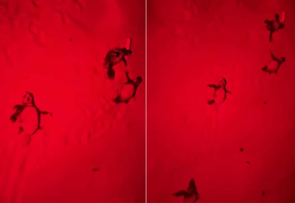 Éclosion et sortie des premiers bébés tortues aux îles Kuriat 16 juillet 2025