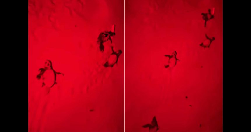 Éclosion et sortie des premiers bébés tortues aux îles Kuriat 16 juillet 2025