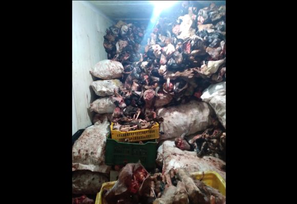 Insspa | De la viande avariée destinée aux restaurants saisie à Kairouan