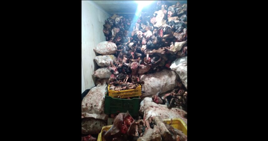 Insspa | De la viande avariée destinée aux restaurants saisie à Kairouan