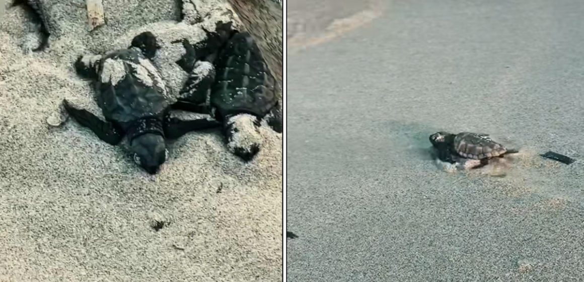 Monastir | Bébés tortues en route vers la mer : De petits pas pour de grandes vies
