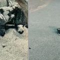 Monastir | Bébés tortues en route vers la mer : De petits pas pour de grandes vies