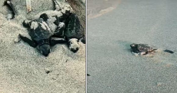 Monastir | Bébés tortues en route vers la mer : De petits pas pour de grandes vies
