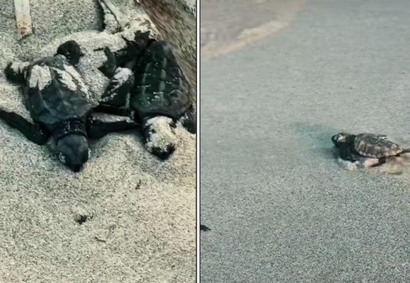 Monastir | Bébés tortues en route vers la mer : De petits pas pour de grandes vies