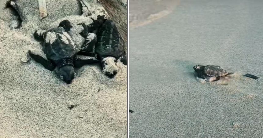 Monastir | Bébés tortues en route vers la mer : De petits pas pour de grandes vies