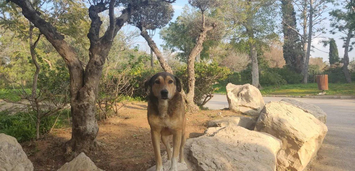 One Health | La Tunisie renforce la lutte contre la rage et la leishmaniose