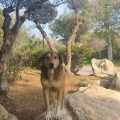 One Health | La Tunisie renforce sa lutte contre la rage et la leishmaniose