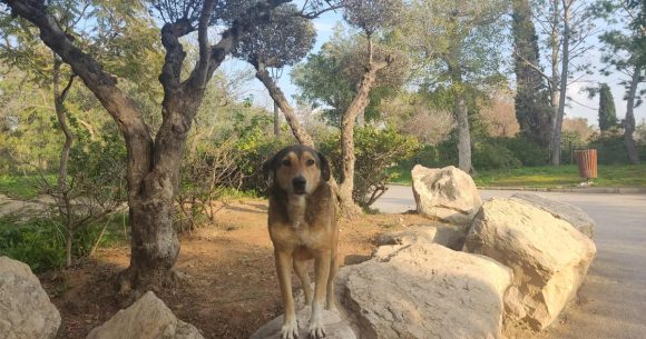 One Health | La Tunisie renforce la lutte contre la rage et la leishmaniose