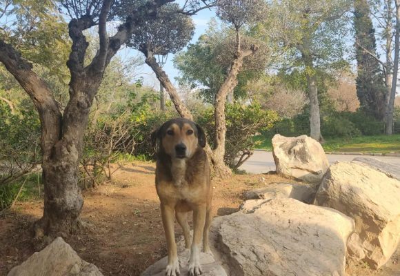 One Health | La Tunisie renforce la lutte contre la rage et la leishmaniose